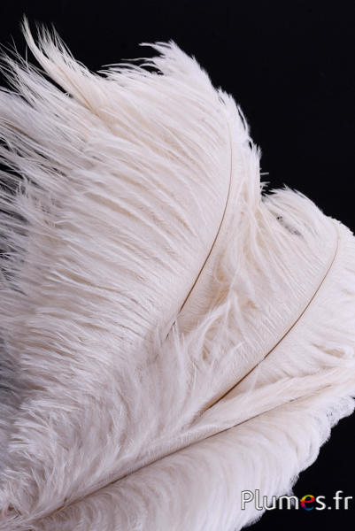 Autruche - 30-40 cm - crème Autruche - 30-40 cm - crème